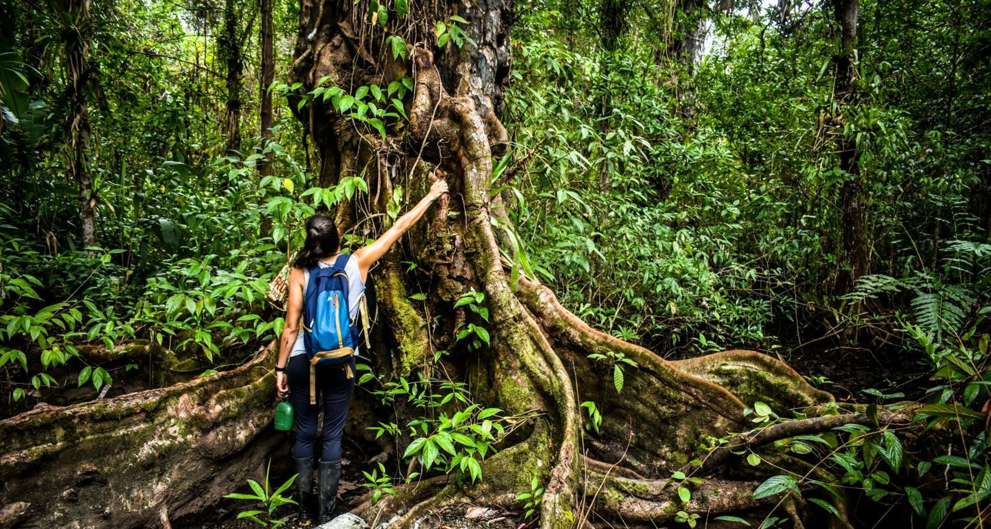 Jardin Botanico Del Pacifico Y Mecana Ecohotel บาเยีย โซลาโฯ ภายนอก รูปภาพ