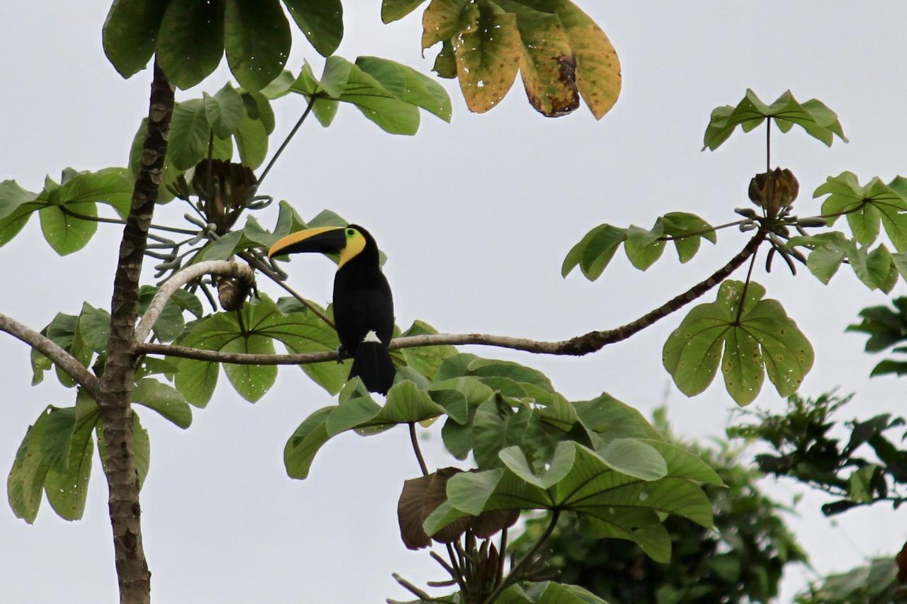 Jardin Botanico Del Pacifico Y Mecana Ecohotel บาเยีย โซลาโฯ ภายนอก รูปภาพ